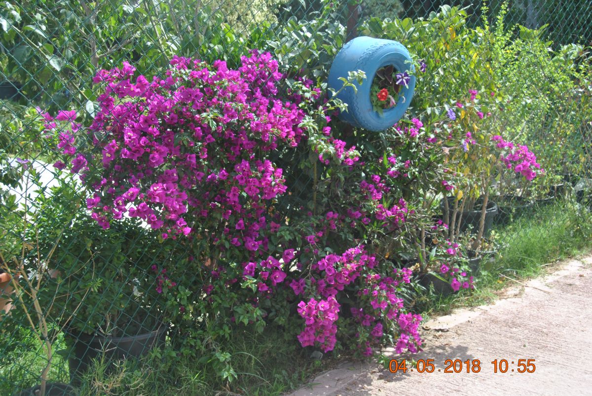 imagini hotel CLUB MEGASARAY BELEK